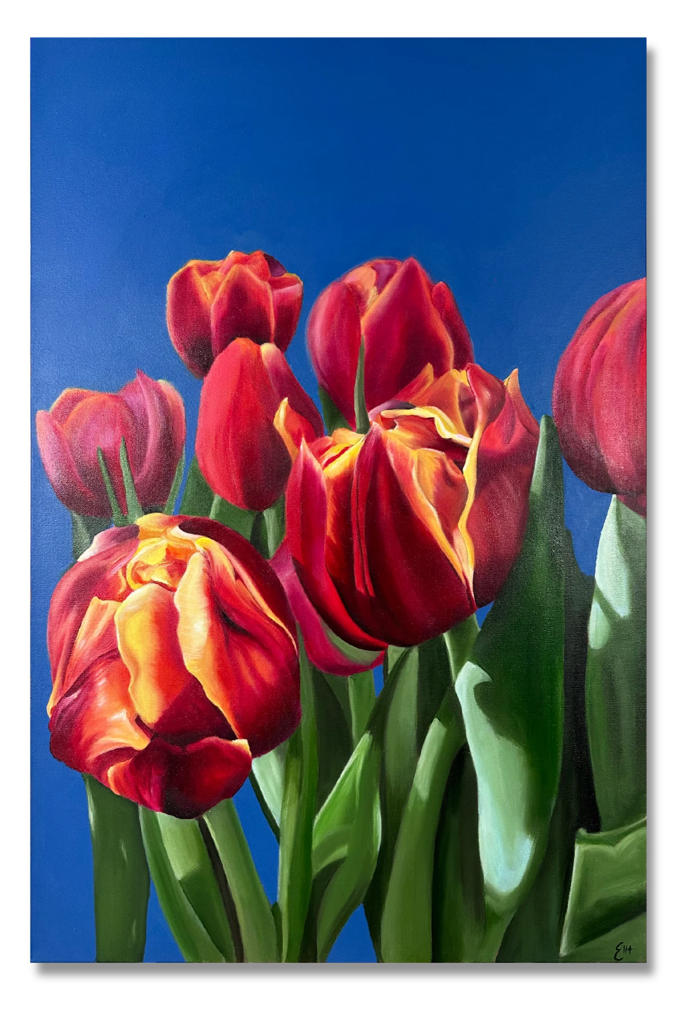 Tulips
