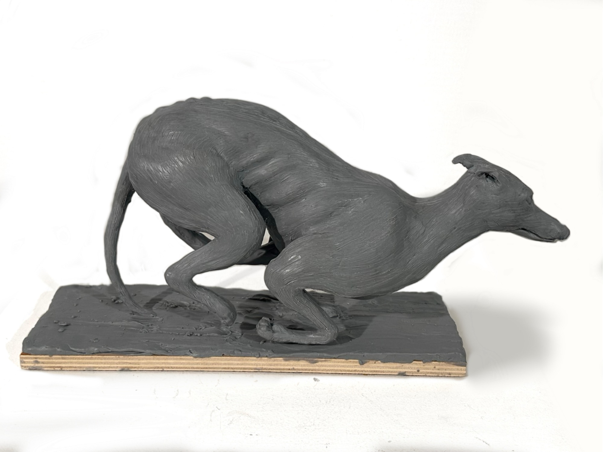 Greyhound