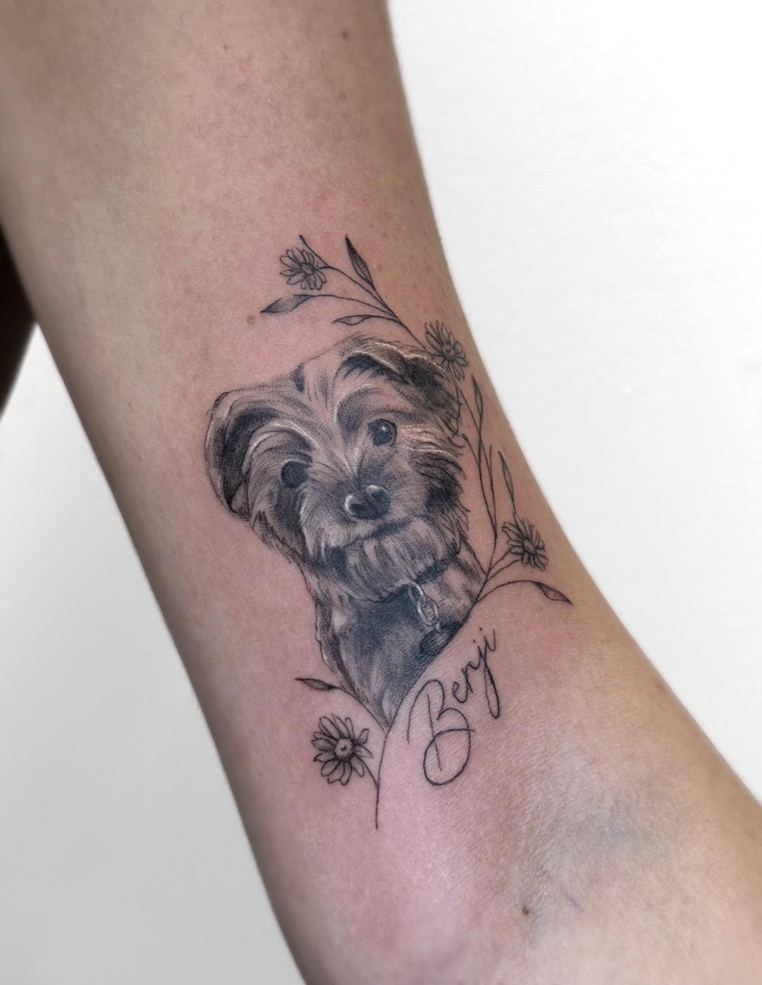 Benji dog portrait
