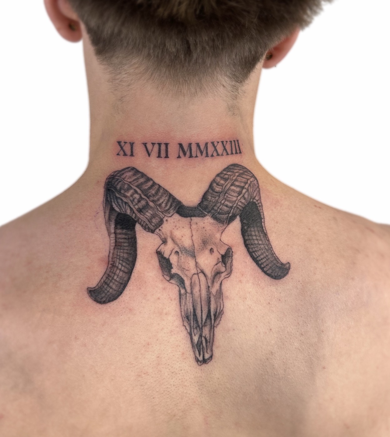 Ram skull